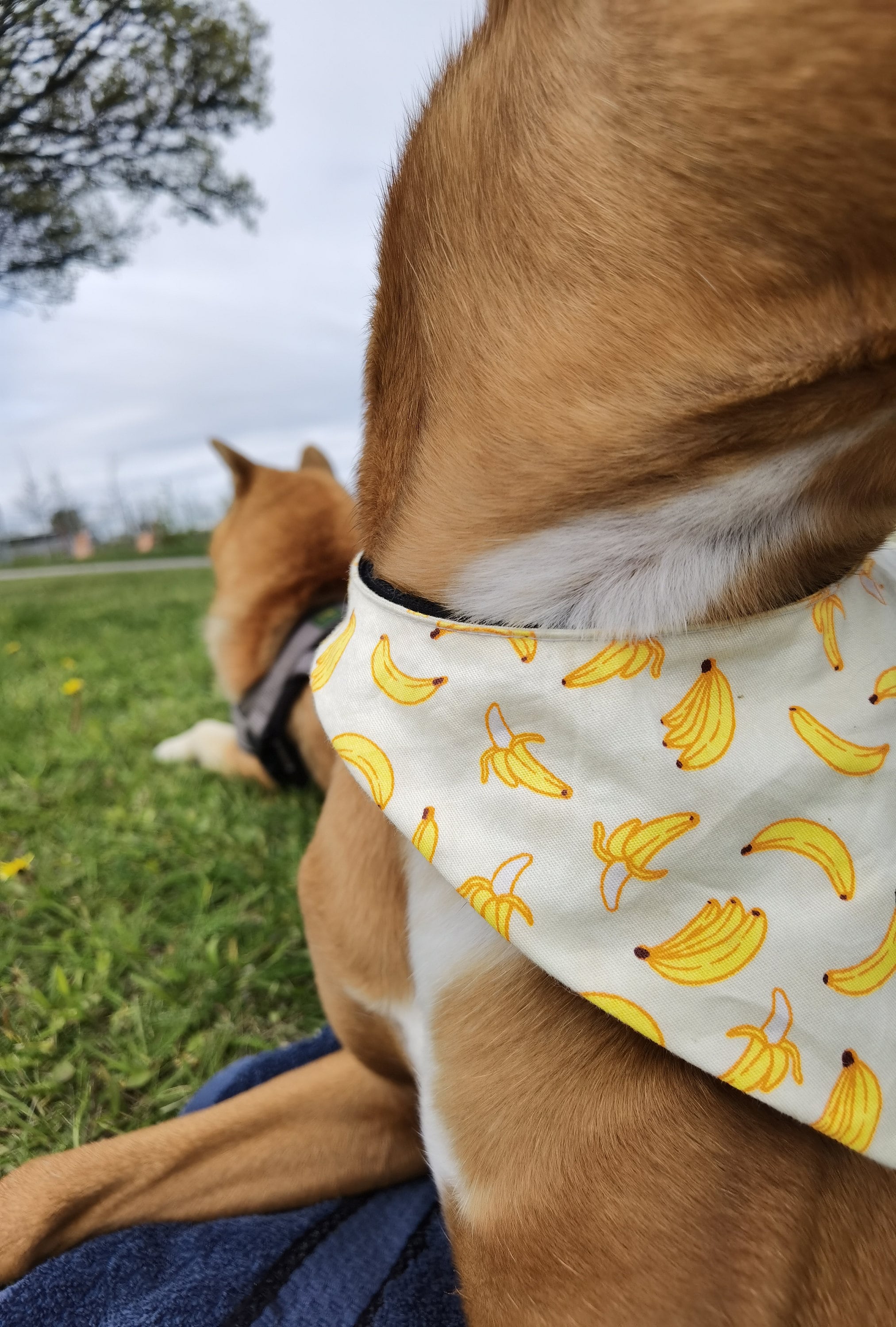 Banana Bandana WORLD NEWS CHANGEABLE style for collar Etsy