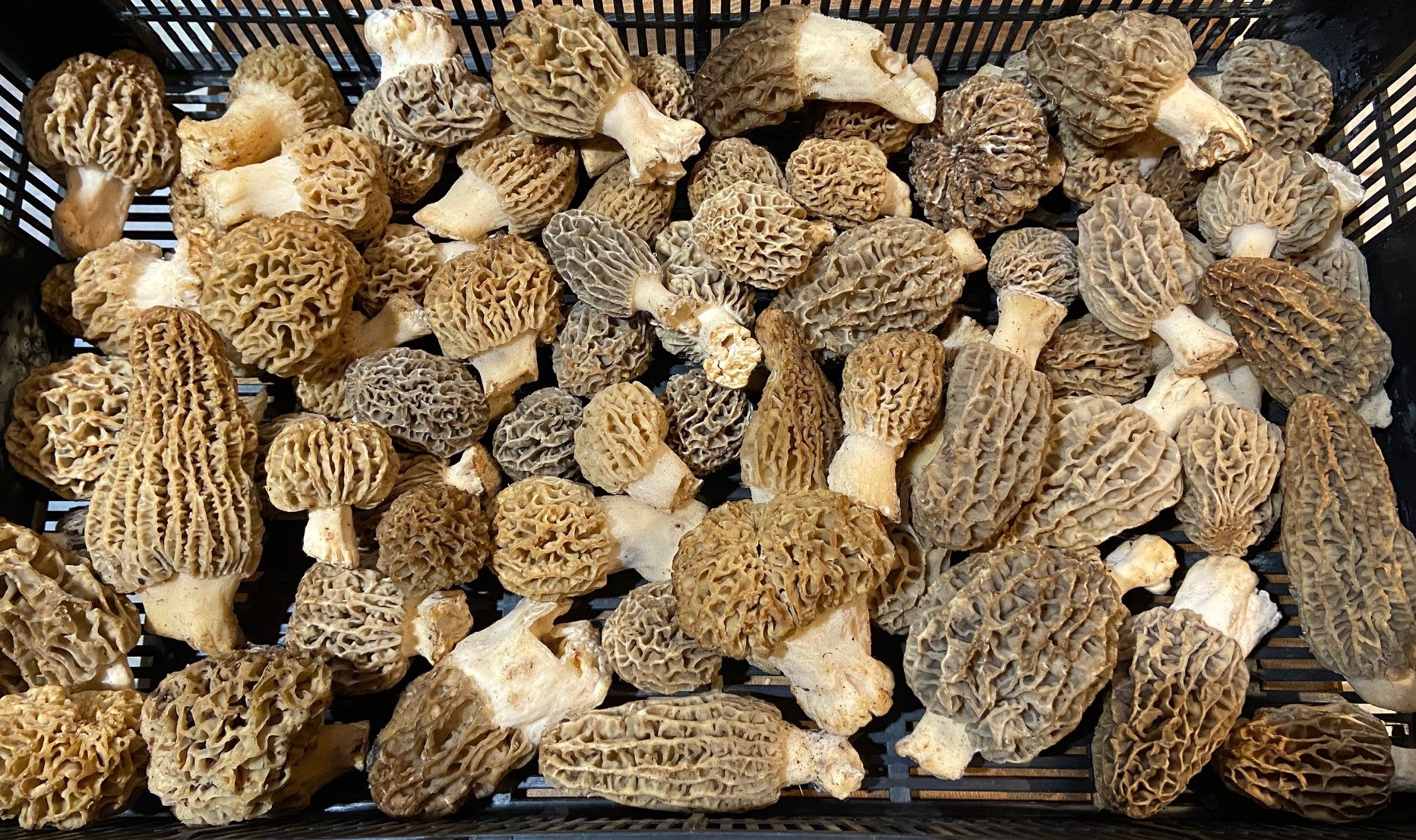 Dried Morel Mushrooms - Etsy