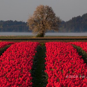 Tree Beyond the Tulips