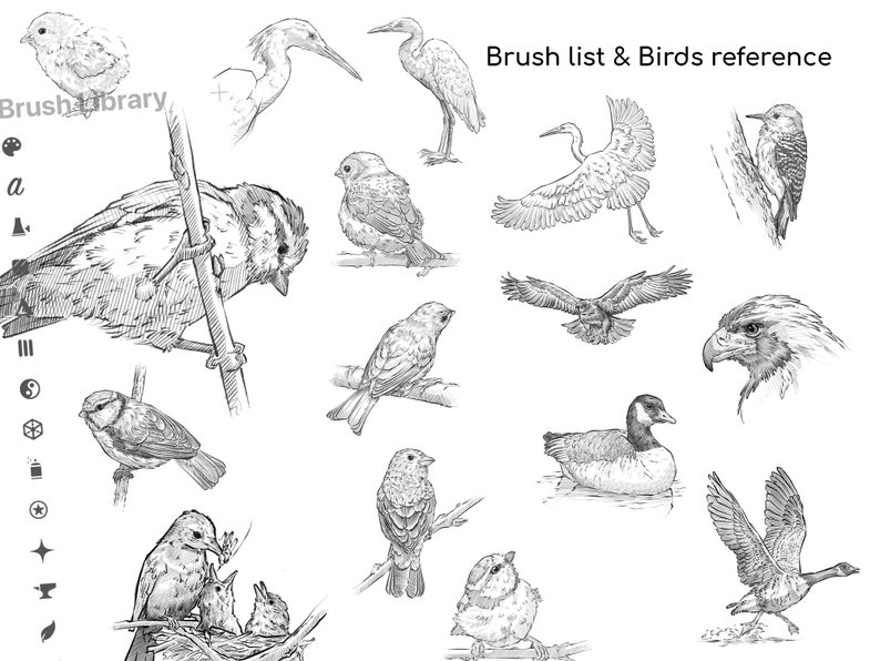 Procreate Birds Brushes 100 Birds Sketch Bird Stamp Brushes Etsy
