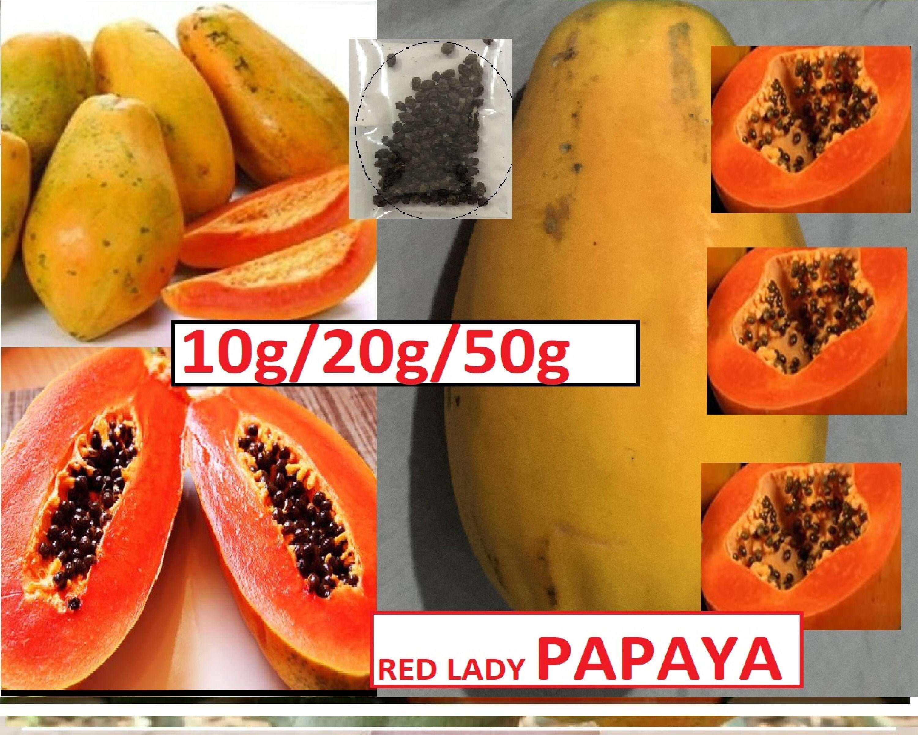 HAWAII SOURCED PAPAYA Samen Pflanzen Sie Ihre eigenen Etsy