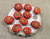 Bright and bold dried mini pumpkins. Autumn home decor. Autumn crafts. Autumn wedding table decor. Halloween decor.