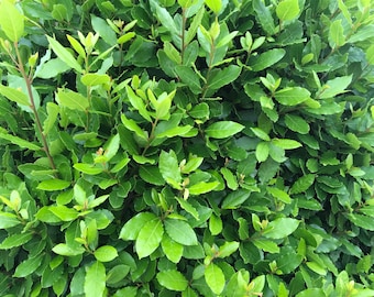 Fresh Cut Organic Bay Stems: Cornwall Grown, Culinary & Craft Use