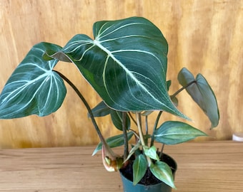 4" Philodendron Gloriosum | Dark Green Philodendron | Rare Philo