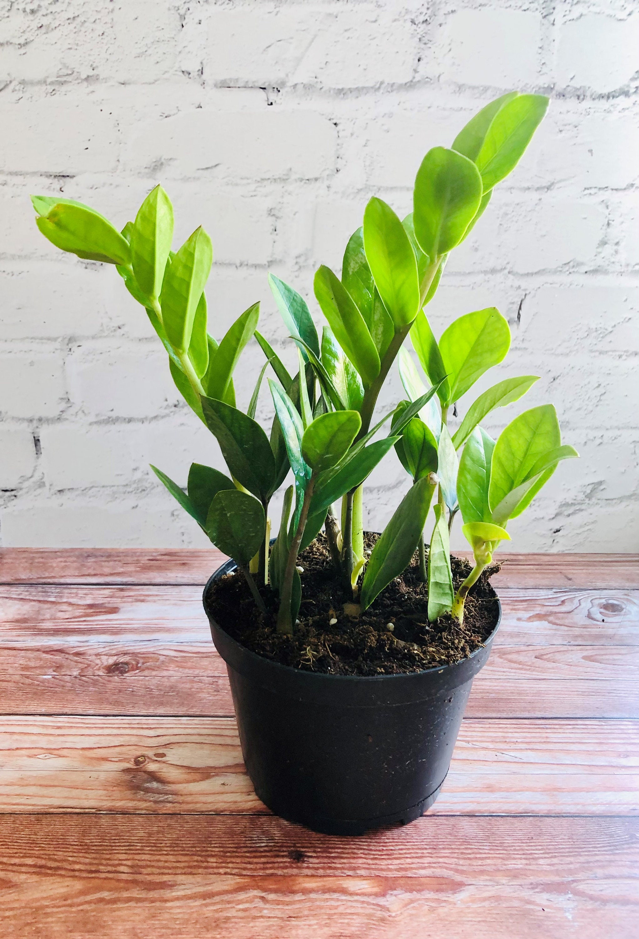 ZZ Plant | ZZ Houseplant | 6-in ZZ | Beginner House Plant | Low light…