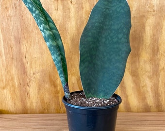 6" Sansevieria Whale Fin | Whale Fin | Two Fins | Low Light Plants | Easy Sansevieria