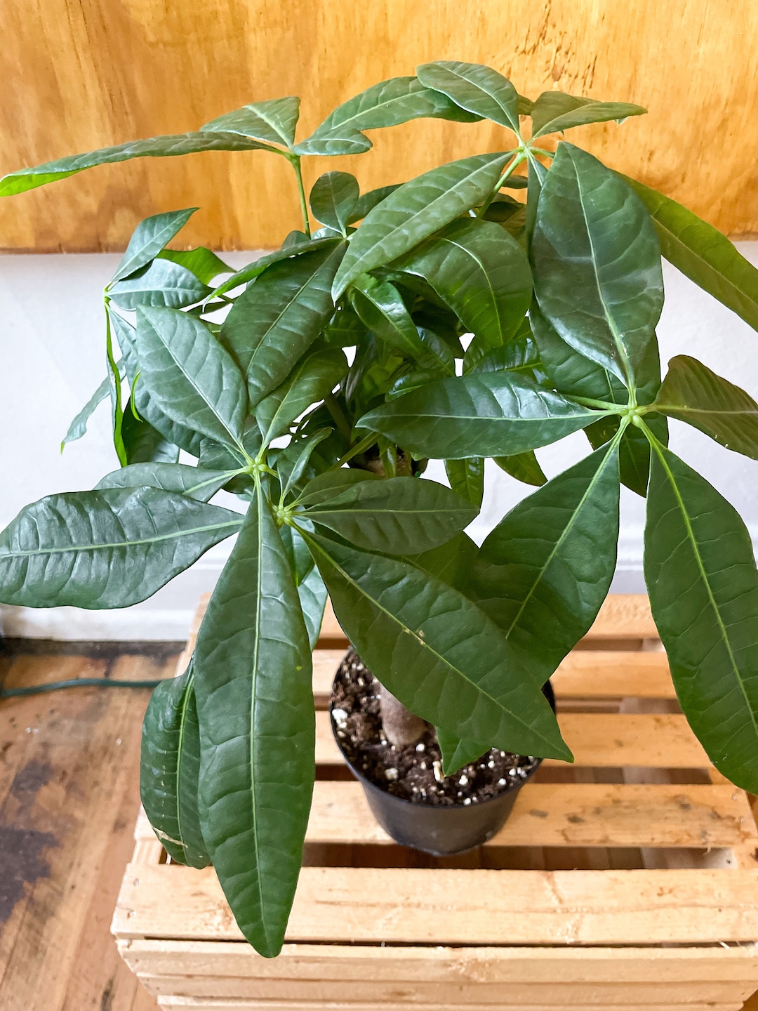 How To Braid A Money Tree