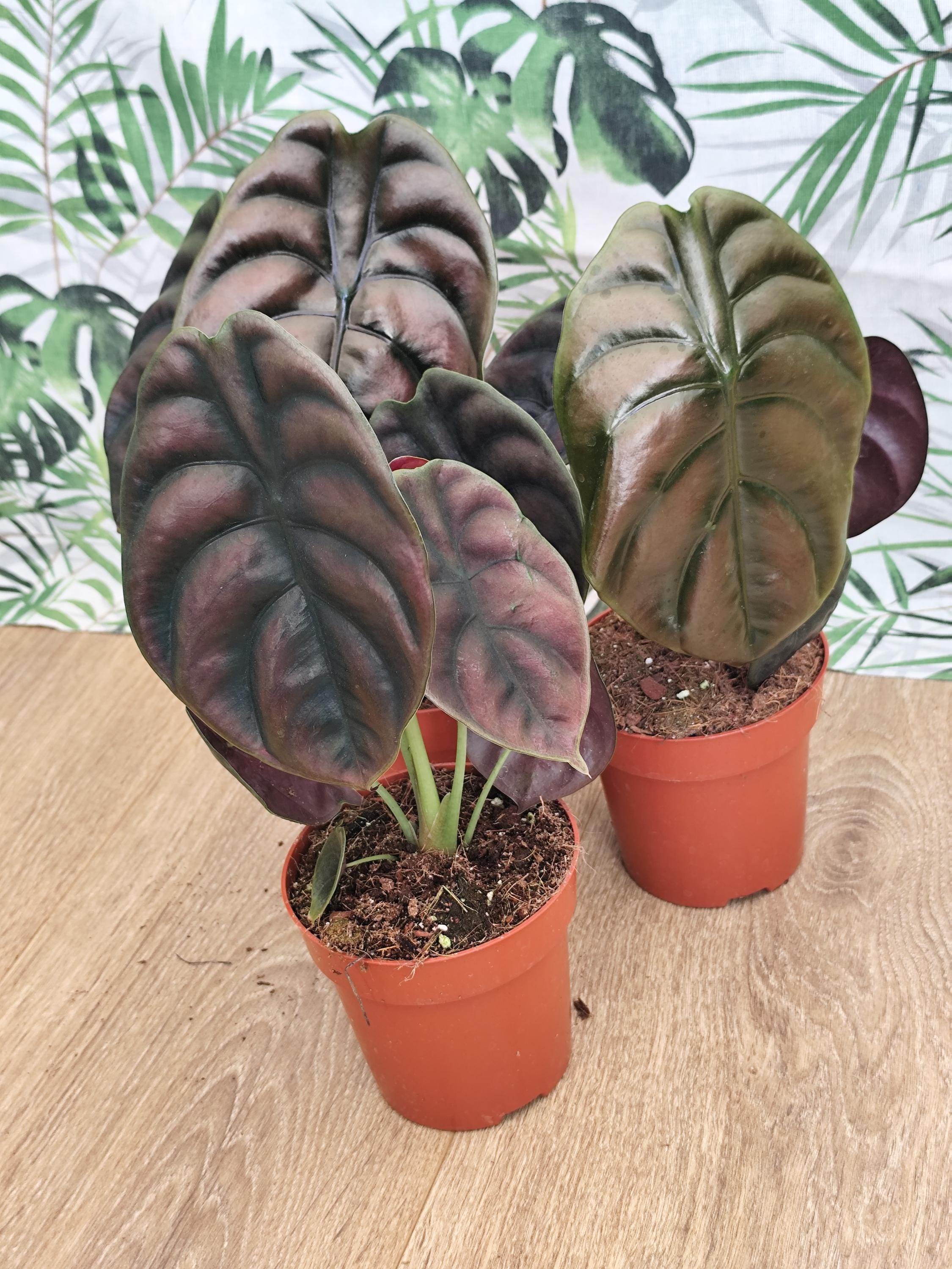 Alocasia Cuprea Pink Variegated - Etsy UK