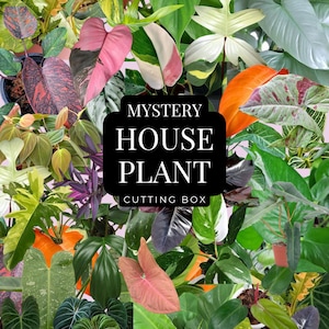Pode incluir: Uma colagem de várias estacas de plantas de interior com diversas formas e cores de folhas, incluindo verde, rosa e laranja. A imagem apresenta um quadrado preto com o texto "MYSTERY HOUSE PLANT CUTTING BOX".