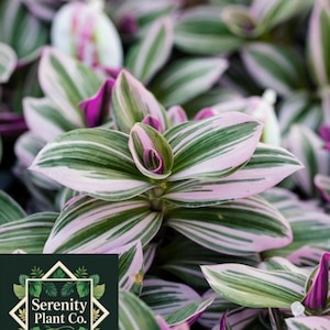 Tradescantia Cerinthoides "Nanouk" (Wandering Dude) Purple Striped Indoor House Plant