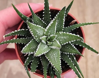Haworthia Fasciala 'Big Band' Zebra Plant Succulent Indoor House Plant - 5cm Pot