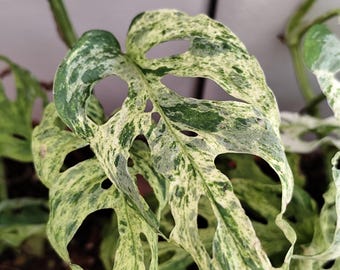 May include: A Monstera adansonii variegata leaf featuring a complex pattern of creamy white and deep green speckles. The foliage displays characteristic natural perforations or fenestrations throughout the blade, with a pointed tip and a textured surface.