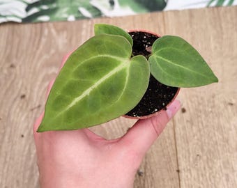 Anthurium Papillilaminum Rare Indoor House Plant - 6cm Pot