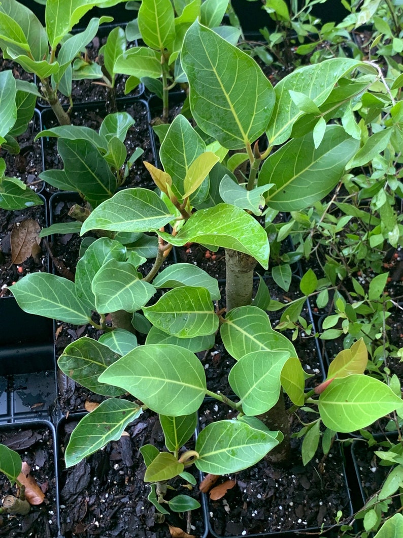 NZFarms Ficus Audrey Plant - Thumbnail 3