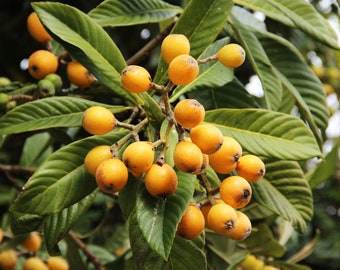 Bradenton loquat, (Eriobotrya japonica), also known as Japanese medlar 18” tall from seed fruit in 3rd year ship in 4” in pot/ free shipping