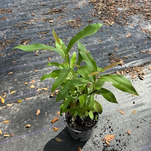 May include: A young green plant with elongated, pointed leaves growing in a black plastic nursery pot filled with dark soil. The plant features a mix of vibrant green foliage and some smaller, reddish-tinted new growth at the very top stems.