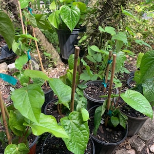 May include: Close-up of several potted plants with green leaves. The plants are growing in black pots and are surrounded by brown sticks. The plants are in a garden setting.