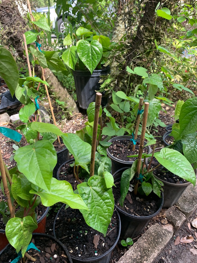 May include: Close-up of several potted plants with green leaves. The plants are growing in black pots and are surrounded by brown sticks. The plants are in a garden setting.