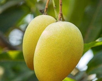 The Mallika Mango grafted ready fruit plant (Mangifera indica)2 ft tall in 6” in pot