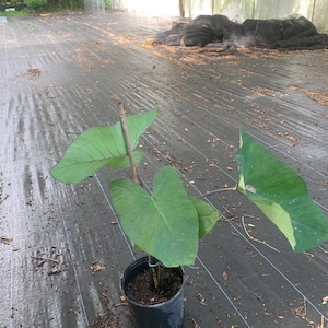 May include: A potted green plant with large, heart-shaped leaves. The plant is in a black plastic pot and is sitting on a black landscape fabric.
