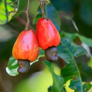 Cashew Nut Plant - Red Apple, Cashew Nut (Anacardium Occidentale)Grafted 2 ft tall in 6” in pot