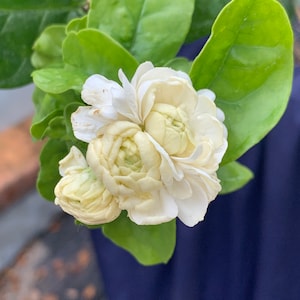 Grand Duke Jasmine Plant bushes 2 years old in 2 gallon / free shipping