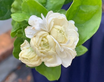 Grand Duke Jasmine Plant: Fragrant White Flowers, 2-Year Bush