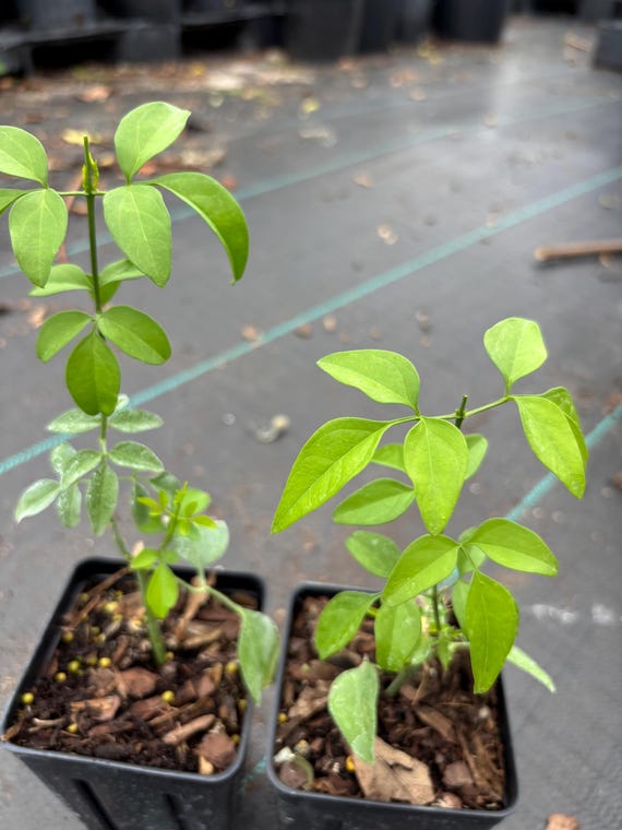 Indian Jui Jasmine, Virajaji Plant (jasminum Molle) Bushes Plant in 3  Gallon Pot/ Free Shipping - Etsy