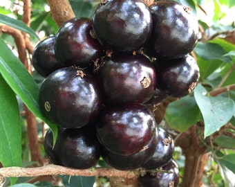 Gigante Jaboticaba tree plant grafted mature 15” in tall in 6 in pot