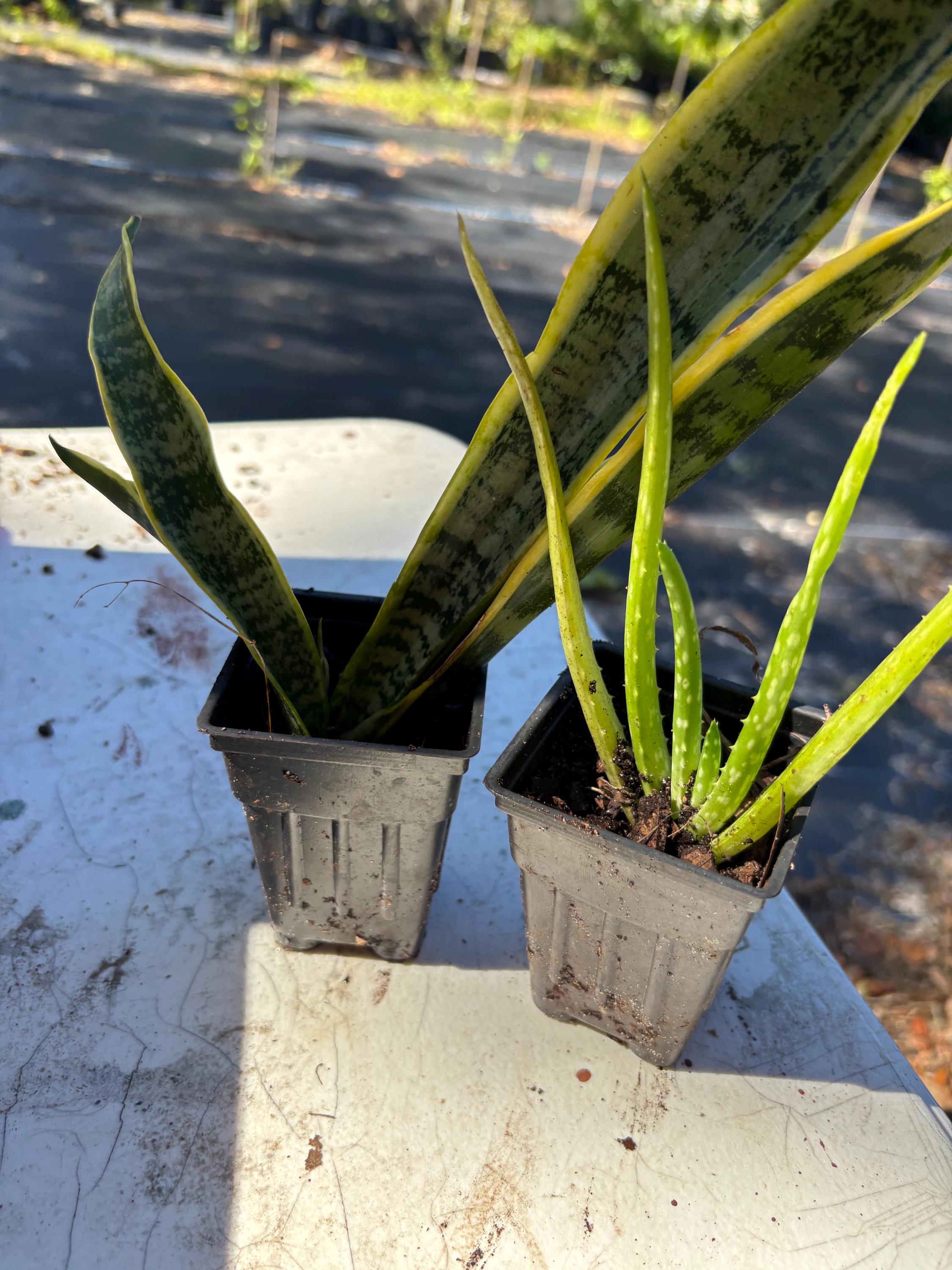 3 Modi per Prenderti Cura di una Sansevieria o Pianta Serpente