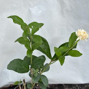 Butt Mogra Tiger supreme jasmine Plant  , Large Double Flowers in 4” pot