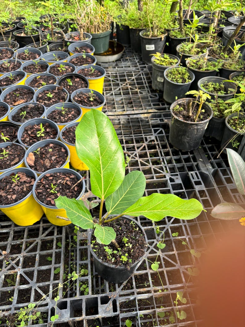 NZFarms Ficus Audrey Plant - Thumbnail 5