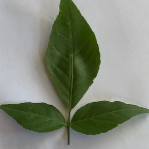 May include: A close-up of a green leaf with three leaflets. The central leaflet is elongated, while the two side leaflets are smaller and symmetrical. The leaf has visible veins and a smooth texture.