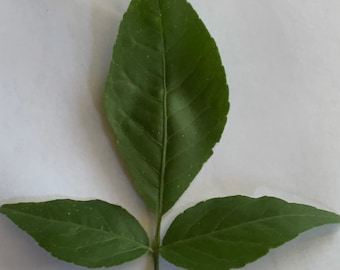 Bel Tree leaves , Bilva Patra, Bel Patra, Bel fruit, Golden apple fresh 20 leaves hand pick! NO CALIFORNIA