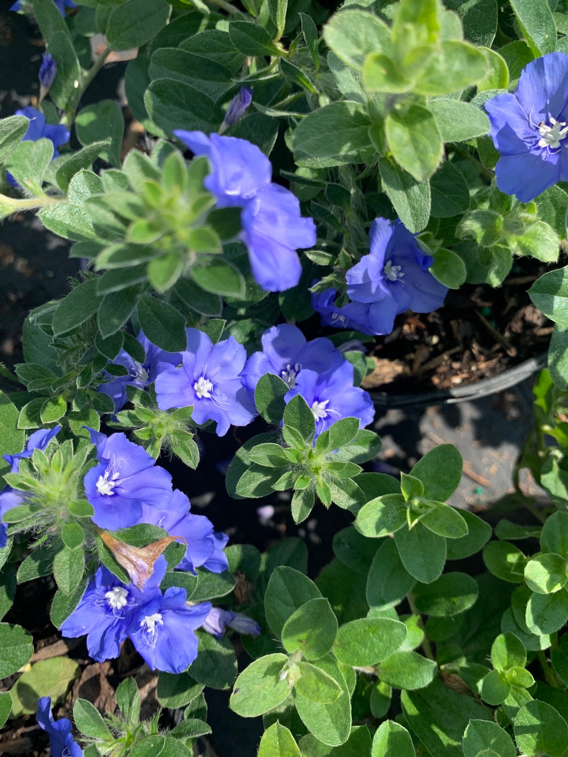 Evolvulus Blue My Mind flower plant in small pot/ free Etsy