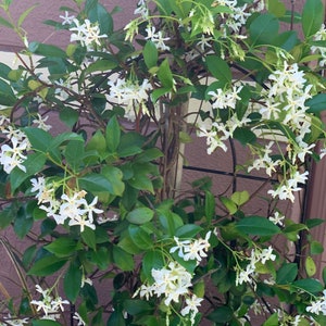 Confederate Star Jasmine fragrant Plant well mature rooted 12” tall in 4” Pot or without / free shipping
