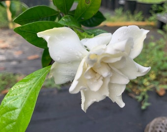 Double Tahitian Jasmine(Gardenia  taitensis) bushes 1.5ft tall in 6” pot