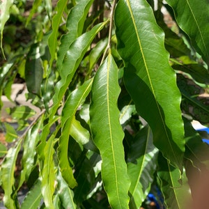 Ashoka fresh leaf Saraca indica 30 leaves/free shipping image 3