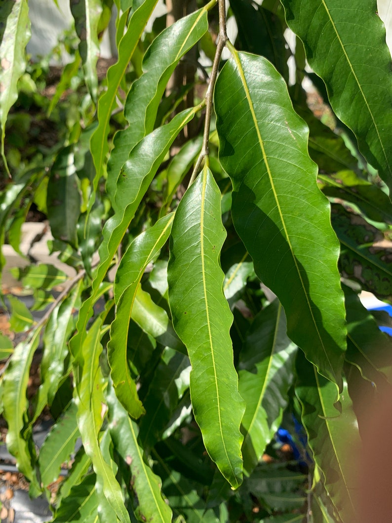 Ashoka fresh leaf Saraca indica 30 leaves/free shipping image 3