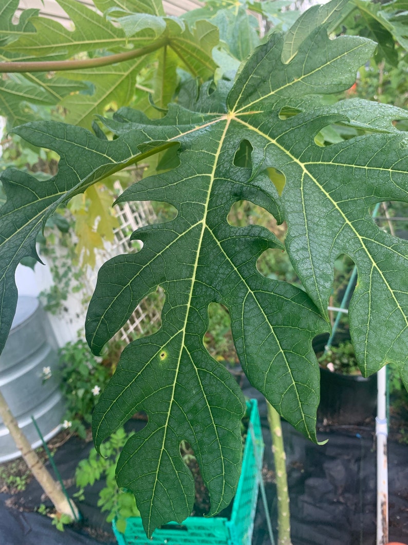 Fresh 10 papaya leaves 1 Lb hand picked / free shipping image 3