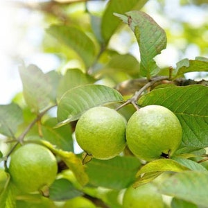 Guava, Thai  (Psidium guajava) kimju guava ,tree plant from seed upto 2FT tall in small pot/ free shipping