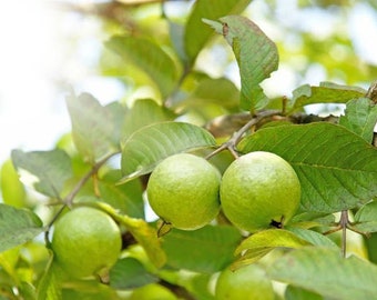 Guava, Thai  (Psidium guajava) kimju guava ,tree plant from seed upto 2FT tall in small pot/ free shipping