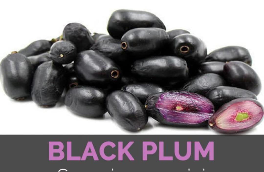 Java Plum/ Black Jamun/ Malabar Plum Tree Plant 12 Tall Planted From