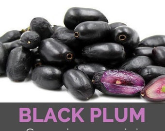 Java Plum/ Black Jamun/ Malabar plum tree plant 12” tall planted from seeds in 4” pot/free shipping