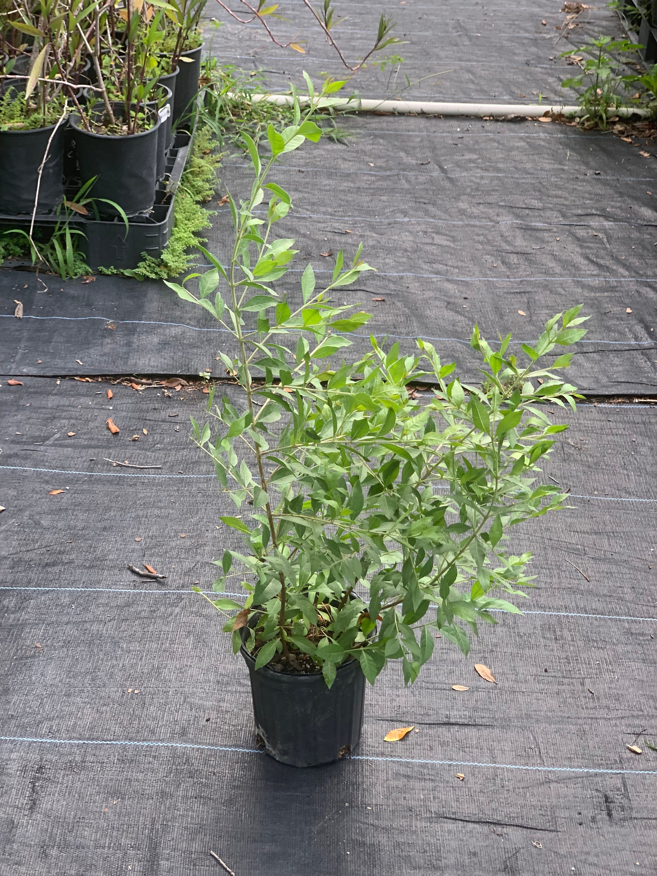 Henna Tree Plant
