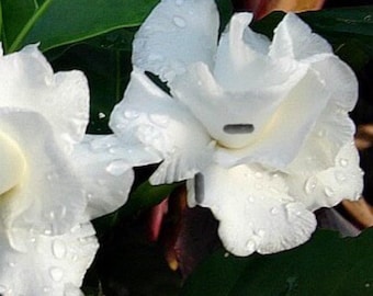 Crepe Jasmine commonly called pinwheel flower, crape jasmine upto 1Ft tall well rooted in 4”in tall pot