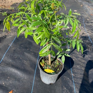 June Plum Tree Spondias dulcis ready with fruit 1.5ft tall grafted in 6in pot image 3