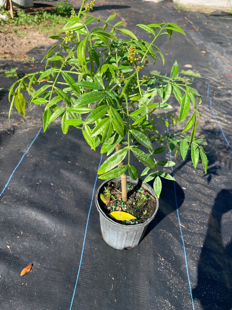 June Plum Tree Spondias dulcis ready with fruit 1.5ft tall grafted in 6in pot image 3
