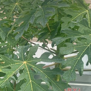 Fresh 10 papaya leaves 1 Lb hand picked / free shipping image 2