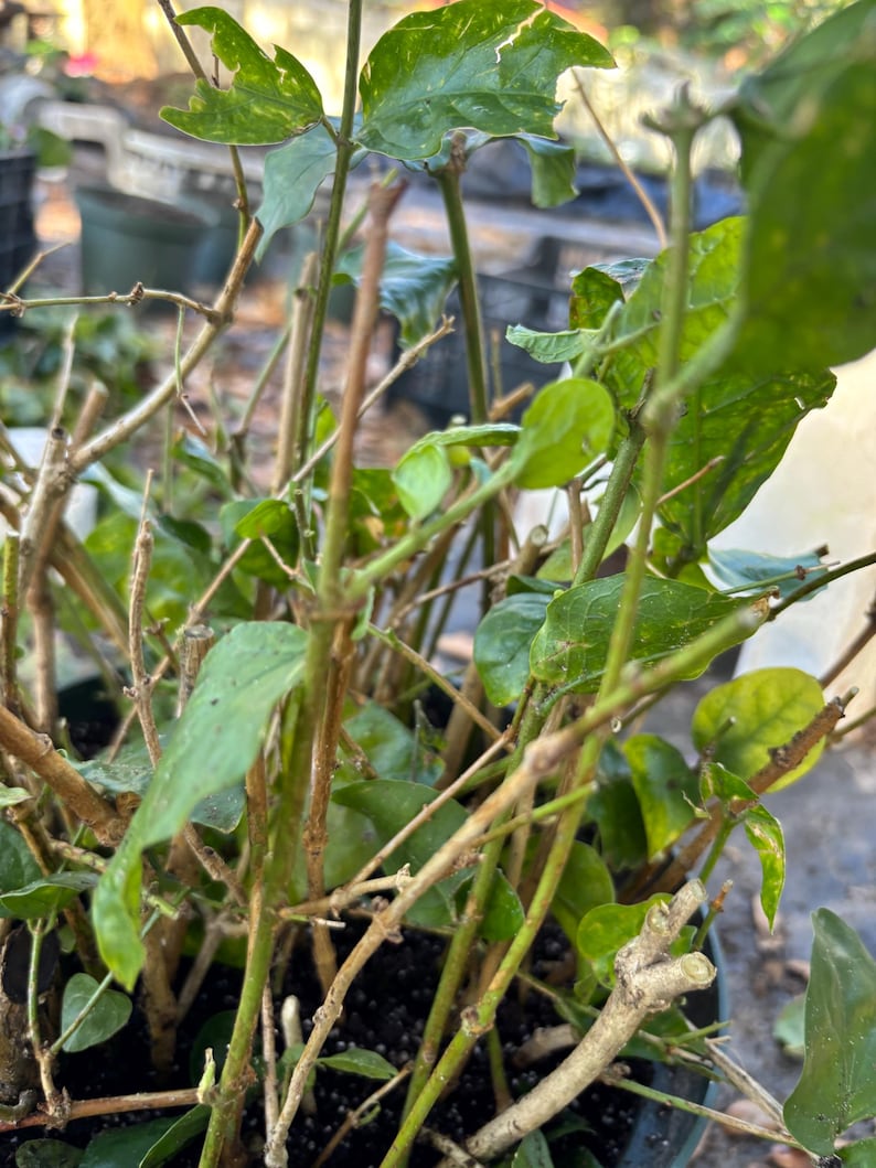 May include: A close-up of a potted plant with thin, brown stems and green leaves. The plant is in a black pot and the soil is visible.
